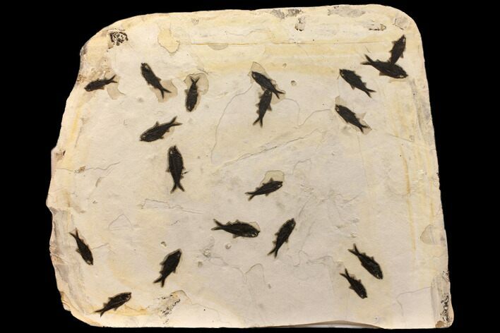Wide Fossil Fish Mortality Plate - Ready to Hang On A Wall #151928